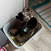 Uno joined the competition — help win amazing prizes! basket, boots, cat, curious, eyes, floor, flooring, fur, indoor, kitten, laundry_basket, mat, paw, pet, playing, rug, shoe, tabby, whiskers, work_boots