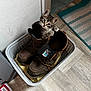 basket, boots, cat, curious, eyes, floor, flooring, fur, indoor, kitten, laundry_basket, mat, paw, pet, playing, rug, shoe, tabby, whiskers, work_boots