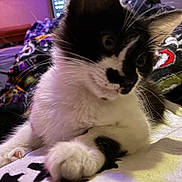 Ink is registered to the contest to win money with this photo: kitten, cat, black_and_white, close_up, whiskers, fur, bed, blanket, indoor, pet, animal, curious, cute, feline, young, paw, relaxing, soft, cozy, domestic