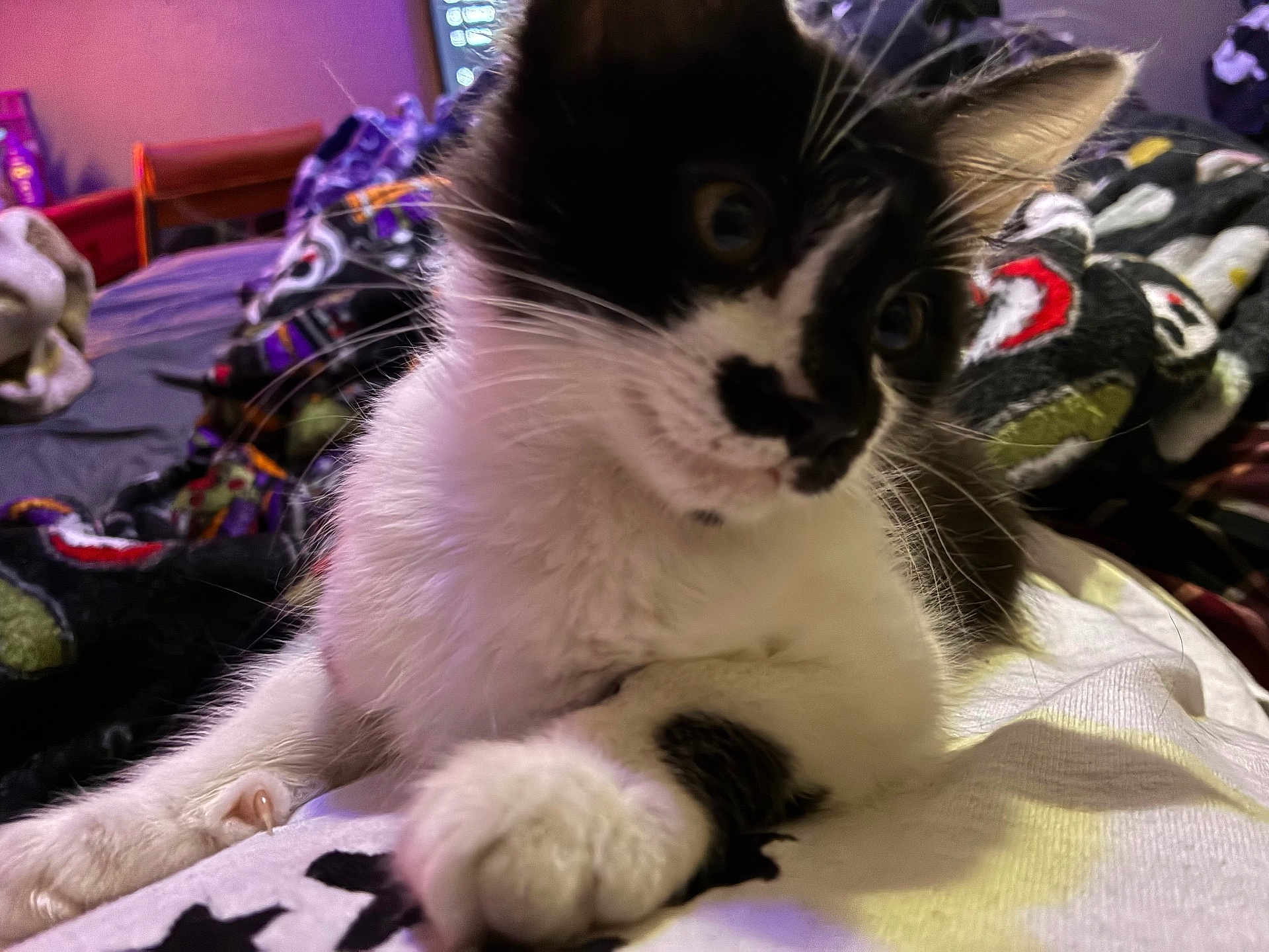 Ink is registered to the contest to win money with this photo: kitten, cat, black_and_white, close_up, whiskers, fur, bed, blanket, indoor, pet, animal, curious, cute, feline, young, paw, relaxing, soft, cozy, domestic
