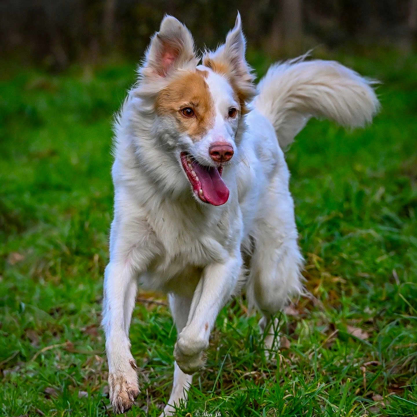 Shadow participe au concours pour gagner de l'argent avec cette photo : dog, animal, outdoor, grass, greenery, happy, playful, running, tongue_out, fluffy_tail, muddy_paws, ears_up, nature, pet, canine, active, energetic, daylight, muzzle, fur