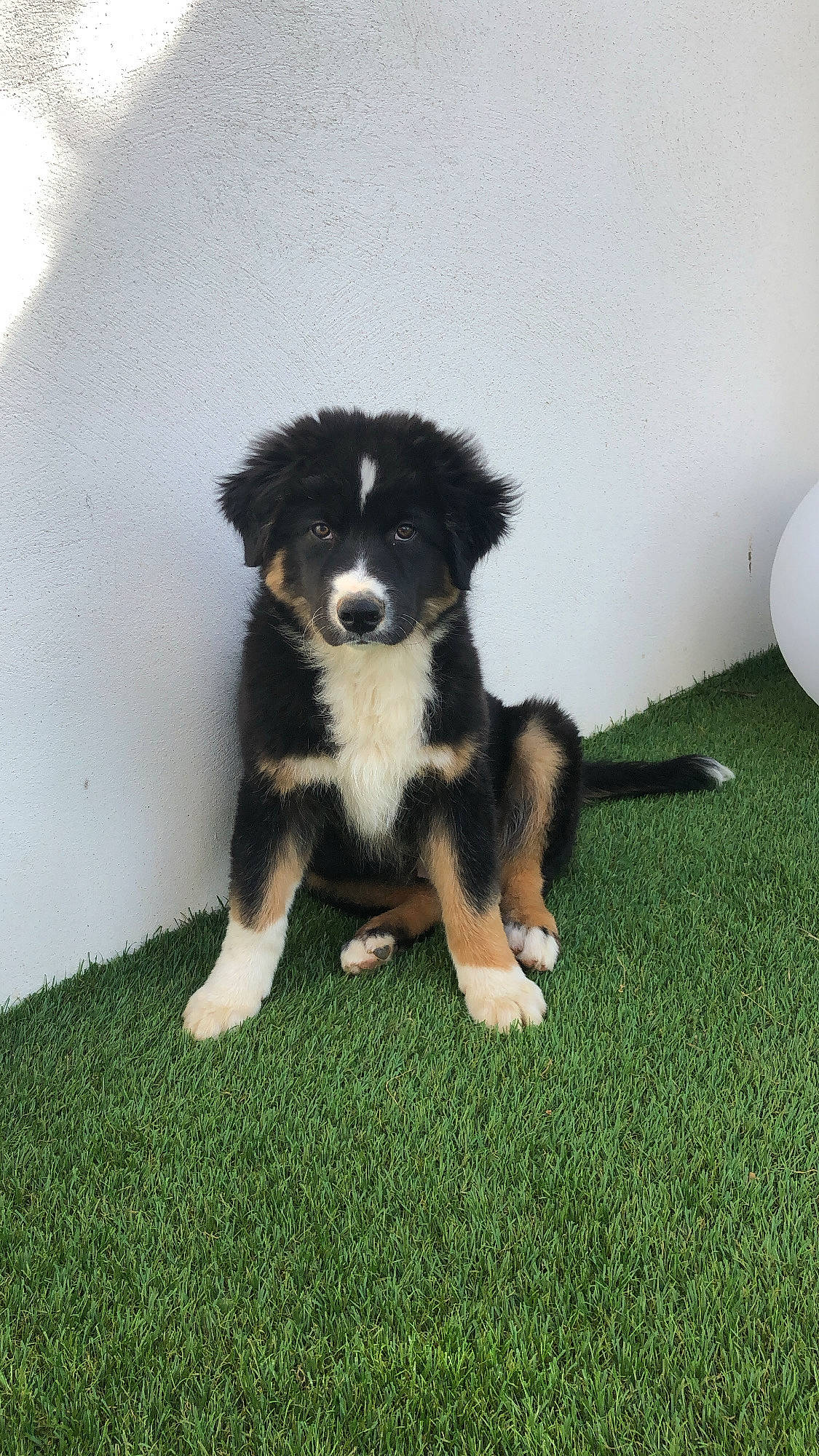Tchouk a rejoint le concours — aidez-le/la à gagner de superbes lots ! australian_shepherd, border_collie, canidae, carnivore, companion_dog, dog, dog_breed, fur, grass, herding_dog, sporting_group, sports_equipment, tail, toy_dog, working_animal, working_dog