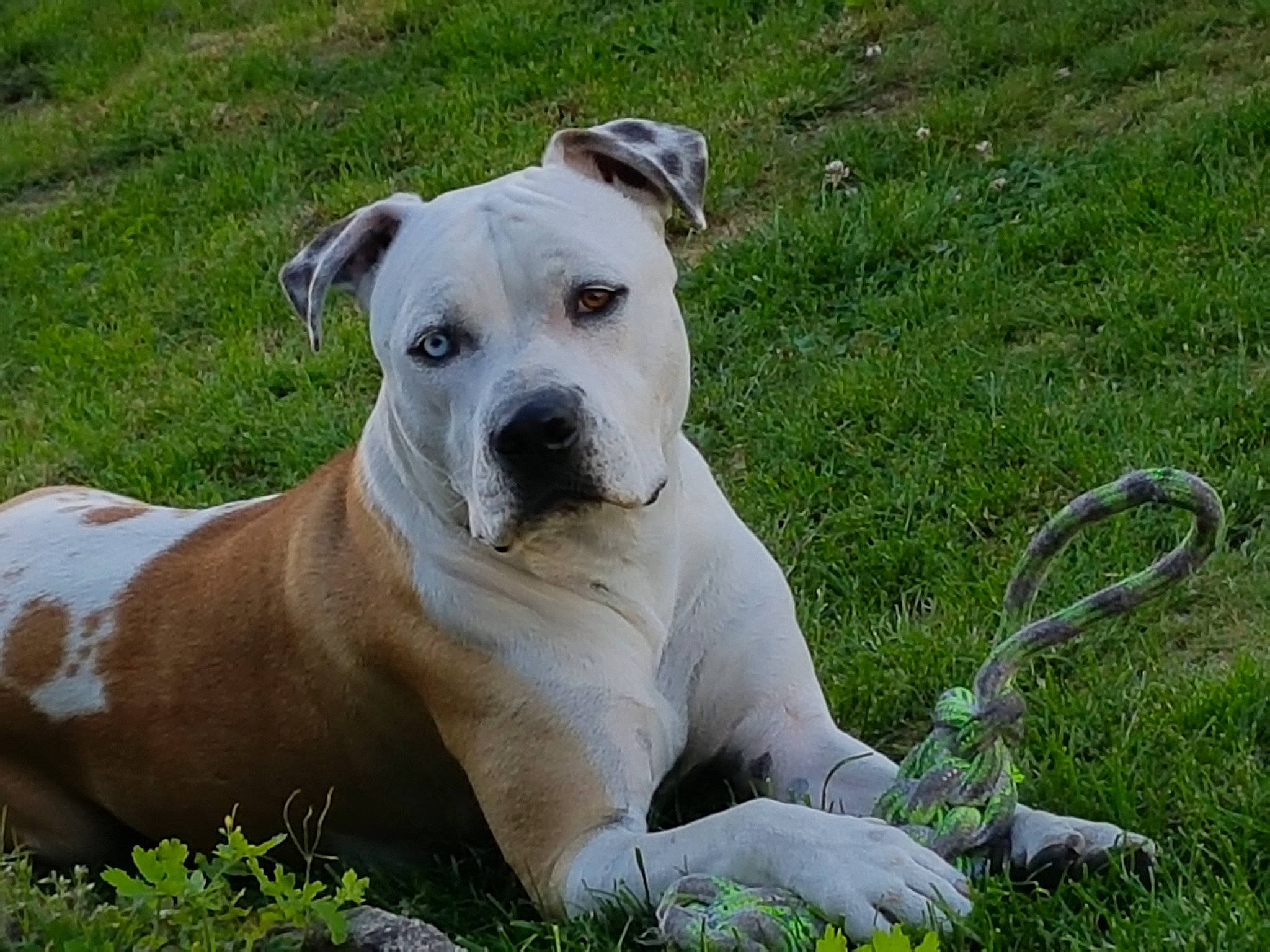 Arrow a rejoint le concours — aidez-le/la à gagner de superbes lots ! alaunt, american_bulldog, american_pit_bull_terrier, american_staffordshire_terrier, bulldog, bully_kutta, canidae, carnivore, catahoula_bulldog, cordoba_fighting_dog, dog, dog_breed, dogo_argentino, fawn, mammal, molosser, non_sporting_group, rare_breed_dog, snout, vertebrate