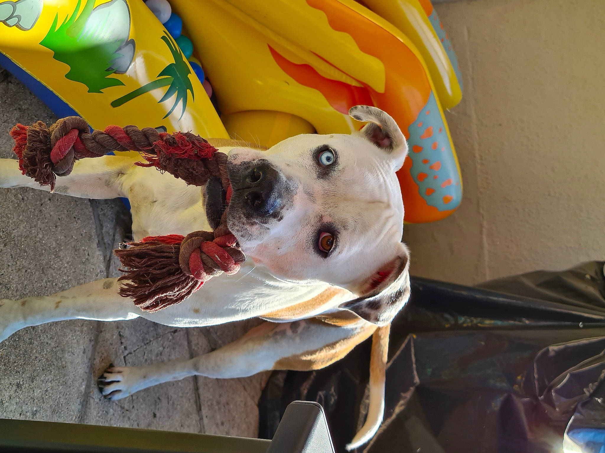 Arrow participe au concours pour gagner de l'argent avec cette photo : bull_terrier, bull_terrier_miniature, canidae, carnivore, dog, dog_breed, fawn, non_sporting_group, snout