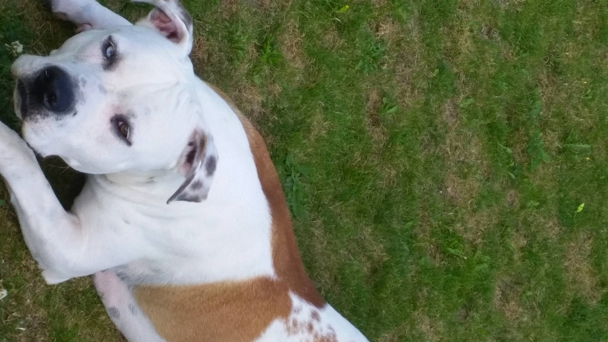 Arrow a rejoint le concours — aidez-le/la à gagner de superbes lots ! american_bulldog, american_staffordshire_terrier, australian_bulldog, boxer, canidae, carnivore, companion_dog, dog, dog_breed, dogo_guatemalteco, fawn, grass, mammal, non_sporting_group, nose, olde_english_bulldogge, pit_bull, snout, valley_bulldog, vertebrate