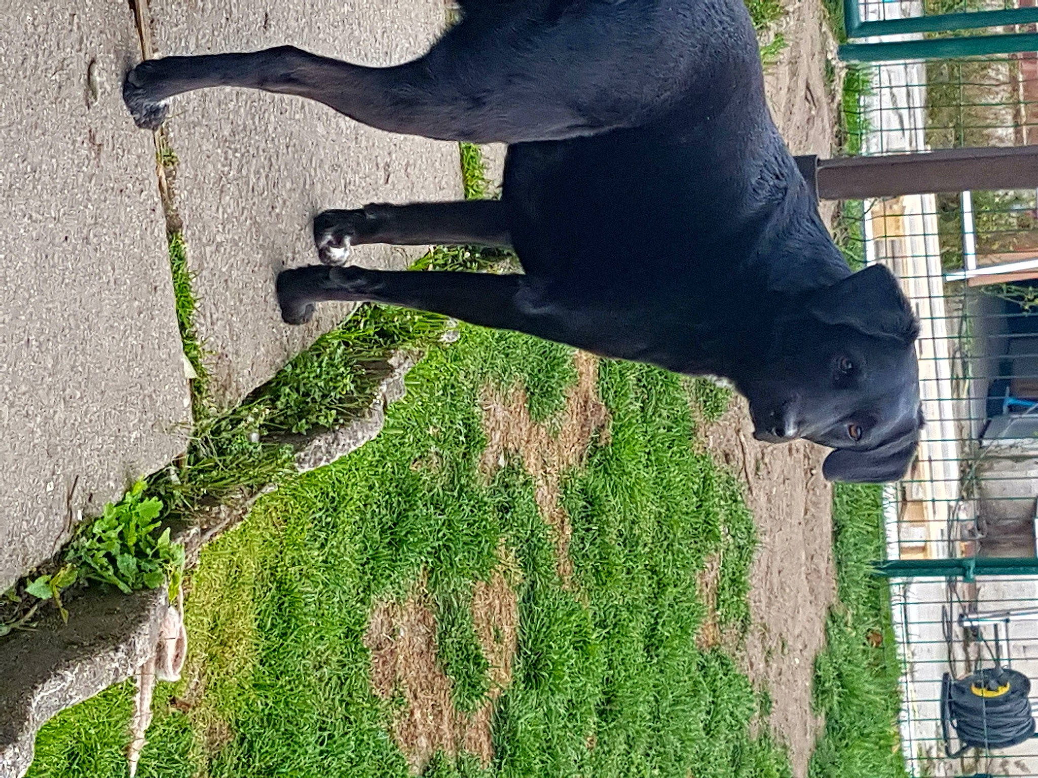 Lila a rejoint le concours — aidez-le/la à gagner de superbes lots ! grass, plant, sporting_group, tail, tree