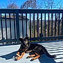 dog, pet, domestic_dog, black_and_tan, collar, bone, wooden_deck, railing, shadow, sunny, blue_sky, bare_trees, house_siding, porch, outdoors, relaxing, paws, chew_toy, attentive, morning_light