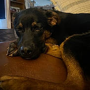 Bear joined the competition — help win amazing prizes! black_and_brown, blanket, closeup, couch, cozy, curtain, dog, fur, indoor, living_room, nose, paw, pet, pillow, relaxed, resting, sleeping, snout, sofa, wooden_shelf