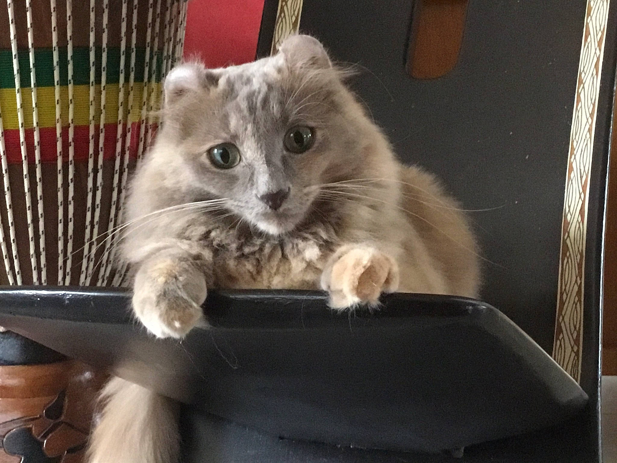 Nuance participe au concours pour gagner de l'argent avec cette photo : american_curl, asian, british_semi_longhair, carnivore, cat, domestic_long_haired_cat, domestic_short_haired_cat, european_shorthair, felidae, kitten, mammal, nebelung, norwegian_forest_cat, polydactyl_cat, ragamuffin, siberian, small_to_medium_sized_cats, tabby_cat, vertebrate, whiskers