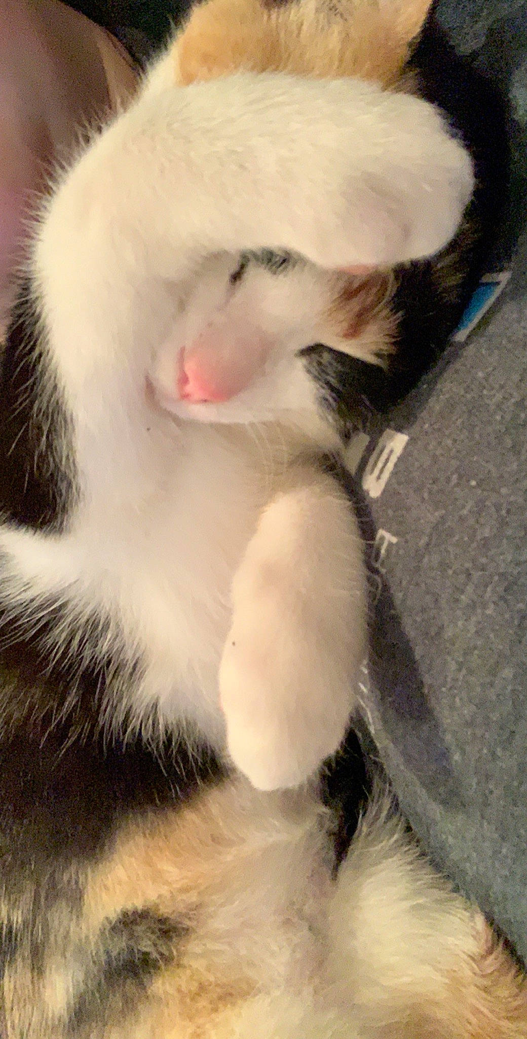 Penelope is registered to the contest to win money with this photo: ear, fur, nose, skin, snout, tail, whiskers