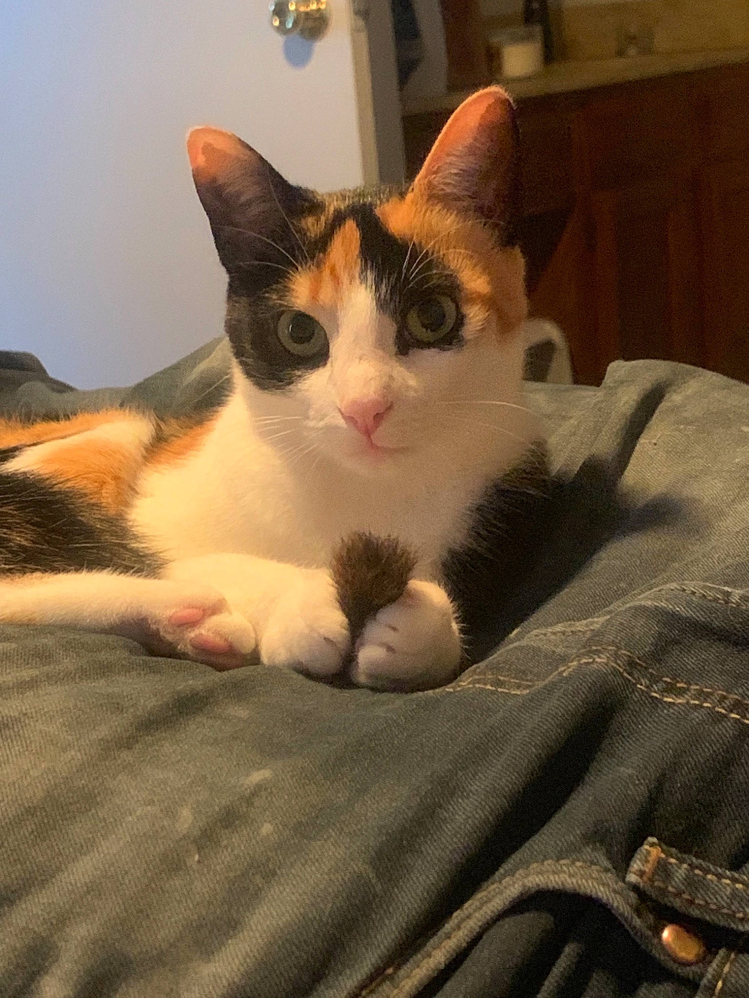 Penelope joined the competition — help win amazing prizes! aegean_cat, american_wirehair, carnivore, cat, domestic_short_haired_cat, ear, european_shorthair, eye, felidae, fur, kitten, mammal, paw, polydactyl_cat, small_to_medium_sized_cats, snout, whiskers