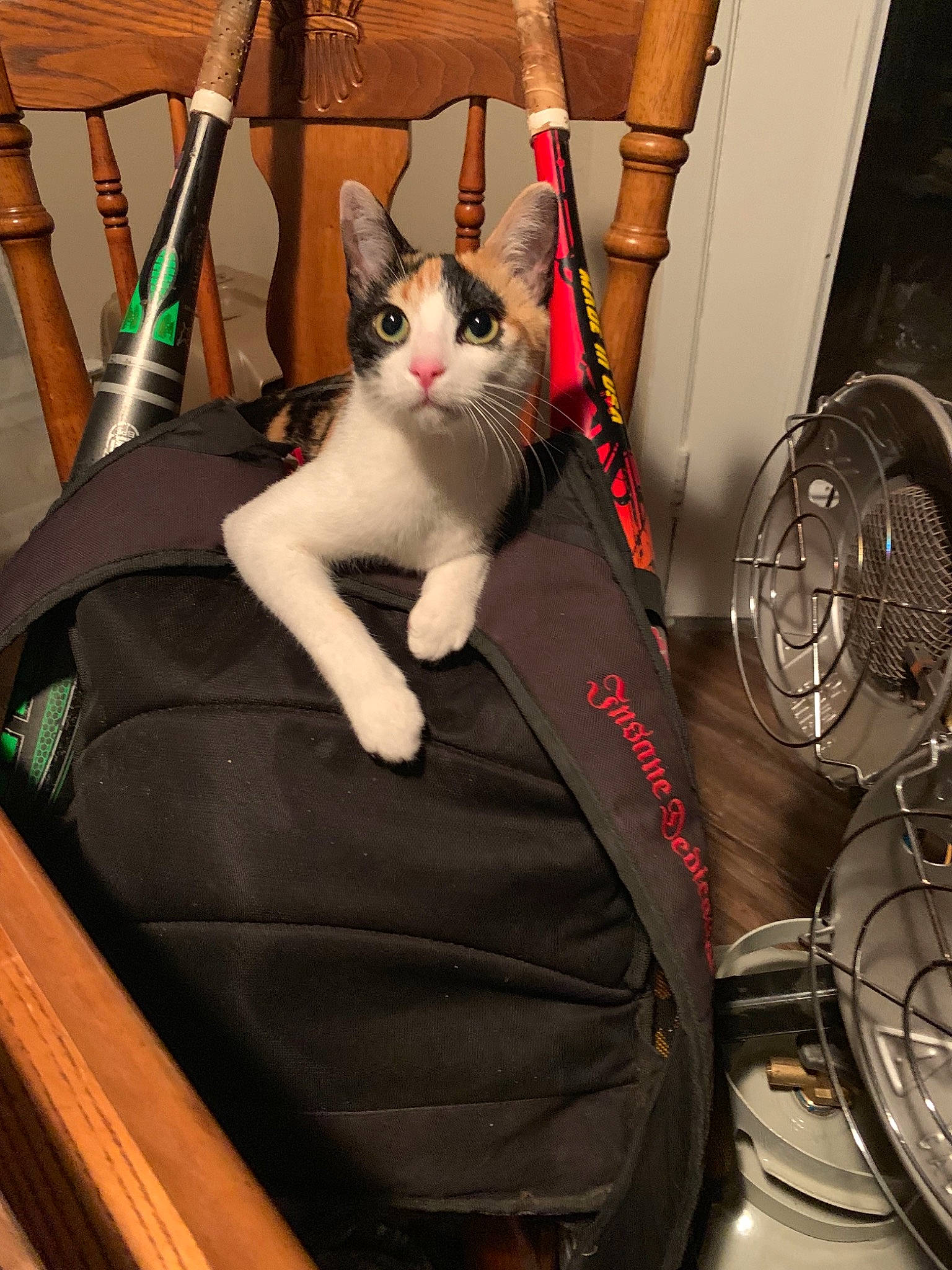 Penelope joined the competition — help win amazing prizes! baggage, carnivore, cat, domestic_short_haired_cat, felidae, small_to_medium_sized_cats, whiskers