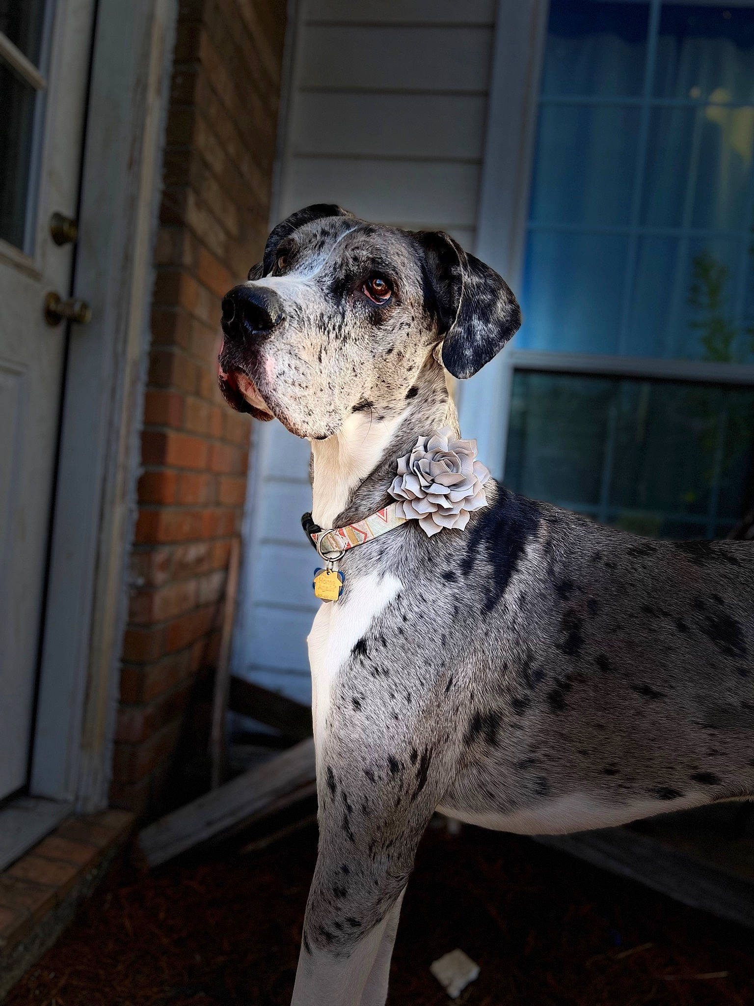 Reign joined the competition — help win amazing prizes! canidae, carnivore, collar, companion_dog, dog, dog_breed, dog_collar, dog_supply, door, fawn, great_dane, guard_dog, hunting_dog, non_sporting_group, sighthound, snout, sporting_group, terrestrial_animal, working_animal, working_dog