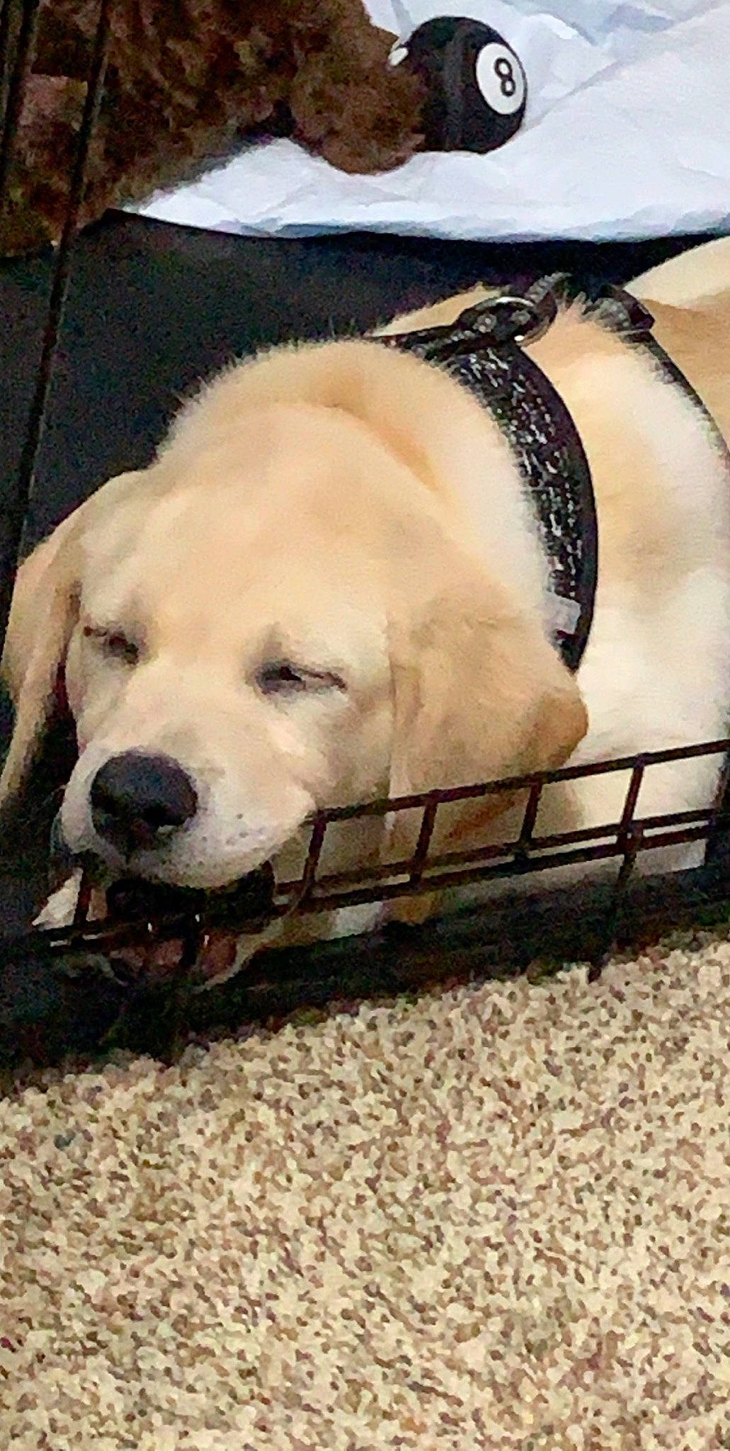 Cato joined the competition — help win amazing prizes! akbash_dog, canidae, carnivore, companion_dog, dog, dog_breed, golden_retriever, labrador_retriever, mammal, puppy, retriever, snout, sporting_group, vertebrate