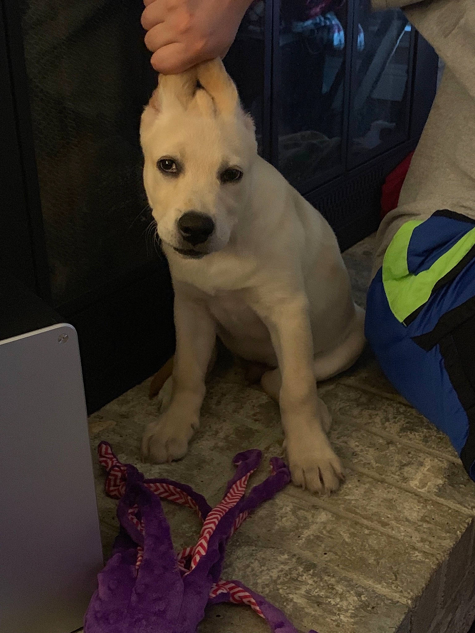 Cato joined the competition — help win amazing prizes! canidae, carnivore, companion_dog, dog, dog_breed, dogo_argentino, dogo_guatemalteco, mammal, non_sporting_group, puppy, rare_breed_dog, sporting_group, vertebrate