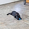 puppy, dog, black_dog, toy, blue_toy, floor, tile_floor, indoor, pet, lying_down, animal, young_dog, curious, playful, domestic_animal, cute, resting, medium_size, canine, companion