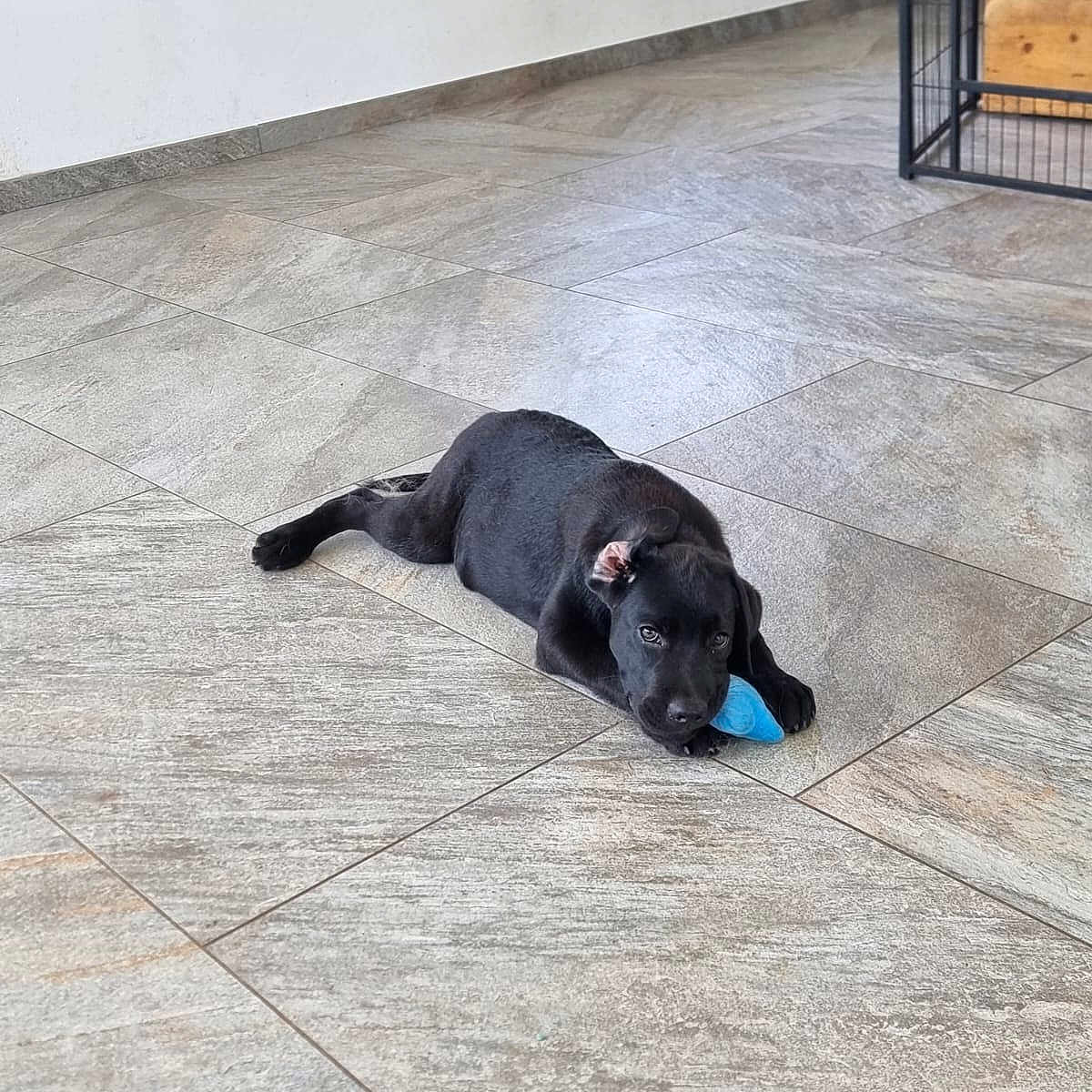 Simba