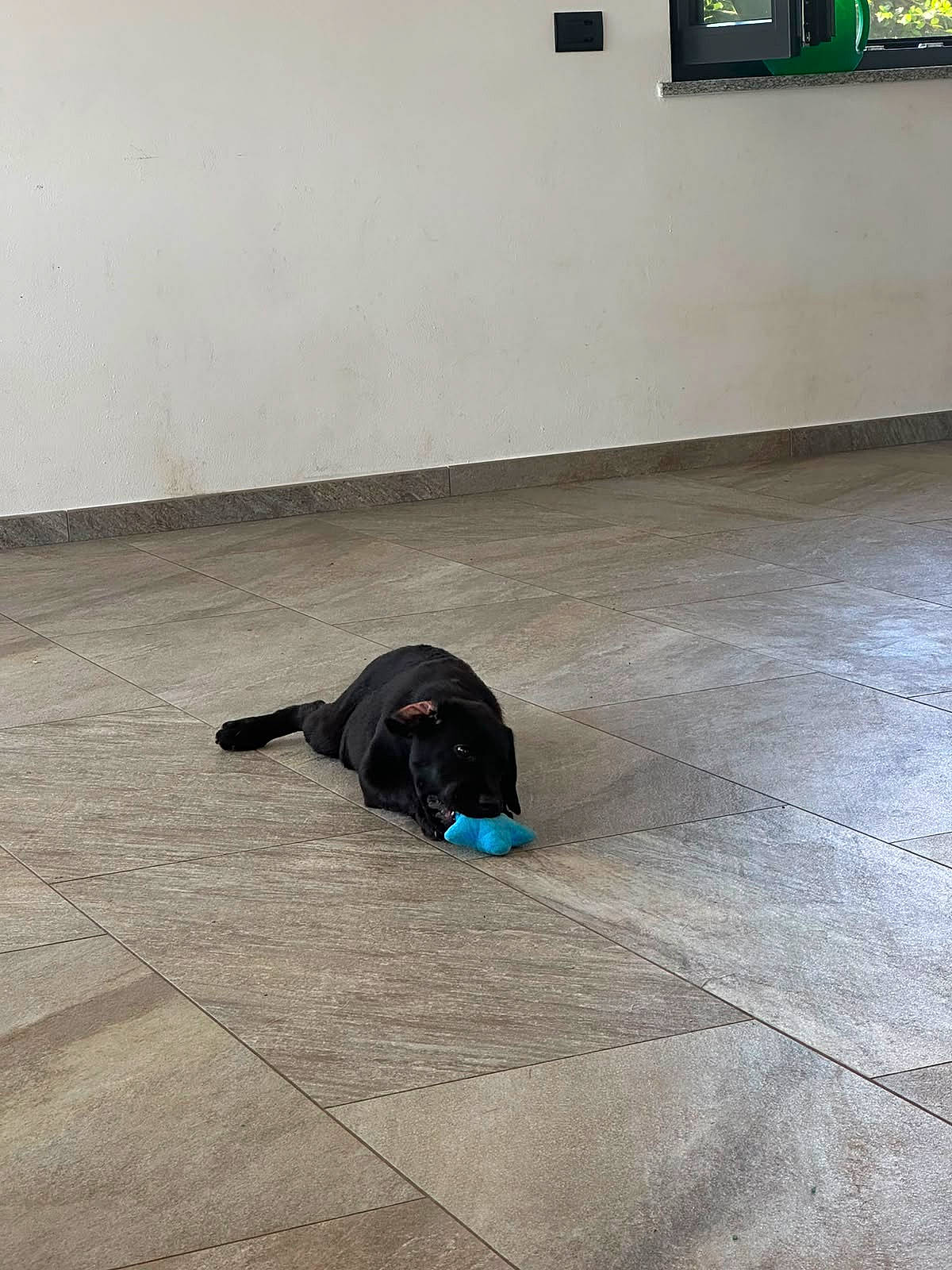 Simba a rejoint le concours — aidez-le/la à gagner de superbes lots ! animal, black_dog, blue_toy, chewing, dog, domestic_animal, empty_room, floor, home, house, indoor, laying_down, natural_light, pet, playful, quiet, tiled_floor, toy, wall, window