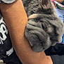 Wolf Girl joined the competition — help win amazing prizes! arm, casual, cat, closeup, comfort, cuddling, fur, furry, gray_cat, indoor, person, pet, relaxed, resting, skin, sleepy, snuggling, timepiece, watch, wrist