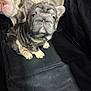 Wolf Girl is registered to the contest to win money with this photo: animal, black_background, closeup, companion, curious, cute, dog, domestic_animal, ears, french_bulldog, friendship, fur, indoor, nose, pet, puppy, short_hair, sitting, two_dogs, wrinkled_face