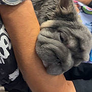 Wolf Girl is registered to the contest to win money with this photo: animal, arm, casual, closeup, comfort, companion, cozy, cuddle, dog, ears, gray_fur, human, indoor, pet, relaxing, resting, sleeping, snout, watch, wrinkles