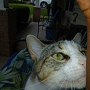 Bigboy joined the competition — help win amazing prizes! animal, bench, cat, close_up, curious, daytime, domestic_cat, feline, green_eyes, house, leaf_pattern, nature, outdoor_furniture, pet, plant, porch, sniffing, whiskers, window, wood