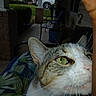 animal, bench, cat, close_up, curious, daytime, domestic_cat, feline, green_eyes, house, leaf_pattern, nature, outdoor_furniture, pet, plant, porch, sniffing, whiskers, window, wood