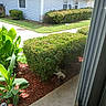 Bigboy is registered to the contest to win money with this photo: cat, bush, green_plants, mulch, sidewalk, window, house, grass, garden, shrub, outdoor, sunlight, daytime, residential, home, nature, plant, leaf, concrete, shade