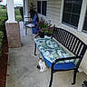 bench, cat, concrete, curious, cushion, domestic_animal, fence, flower, greenery, house, leafy_pattern, metal_bench, outdoor, plant, porch, potted_plant, seat_cushion, sidewalk, vehicle, window