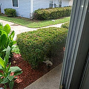 Bigboy is registered to the contest to win money with this photo: cat, bush, plants, mulch, sidewalk, window, house, grass, garden, outdoor, shrub, daylight, residential, quiet, nature, pet, relaxing, greenery, suburb, peaceful