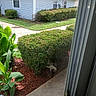bush, cat, daylight, garden, grass, greenery, house, mulch, nature, outdoor, peaceful, pet, plants, quiet, relaxing, residential, shrub, sidewalk, suburb, window