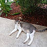 animal, calm, cat, concrete, daylight, feline, garden, greenery, leaf, mammal, mulch, nature, outdoor, pet, plants, relaxed, resting, sidewalk, tabby, white