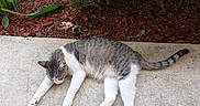 Bigboy is registered to the contest to win money with this photo: animal, cat, concrete, daylight, fur, garden, leaf, mulch, nature, outdoor, peaceful, pet, plant, quiet, relaxing, resting, sleeping, tabby, tail, white_paws