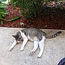 animal, cat, concrete, daylight, fur, garden, leaf, mulch, nature, outdoor, peaceful, pet, plant, quiet, relaxing, resting, sleeping, tabby, tail, white_paws
