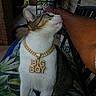 cat, pet, gold_chain, jewelry, big_boy_pendant, head_scratch, person, arm, porch, outdoor, chair, cushion, leaf_pattern, content, tabby, white_fur, close_up, sitting, domestic_cat, affection
