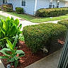 Bigboy is registered to the contest to win money with this photo: bush, cat, plant, sidewalk, grass, house, window, shrub, garden, outdoor, daylight, greenery, residential, curious, hideout, nature, leaves, sunlight, pathway, yard