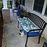 bench, cat, concrete, cushion, fence, flowerpot, garden, greenery, house, leaves, metal, nature, outdoor, pet, plant, porch, seat, sidewalk, vehicle, window