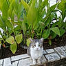 cat, tabby_cat, white_cat, plant, green_leaves, stone_wall, garden, outdoor, pet, animal, nature, foliage, leafy_plants, curious, sitting, tail, daylight, closeup, background, serene