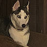 Moncler is registered to the contest to win money with this photo: animal, brown, canine, companion, couch, dog, domestic, ears, face, fur, heterochromia, house, husky, indoor, looking, paw, pet, portrait, relaxed, resting
