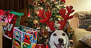 Moncler joined the competition — help win amazing prizes! celebration, christmas_decorations, christmas_tree, couch, curtains, dog, festive, floor, gift_bags, happy, holiday, holiday_spirit, husky, indoor, living_room, pets, reindeer_antlers, seasonal, smiling_dog, wall_art