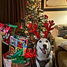 celebration, christmas_decorations, christmas_tree, couch, curtains, dog, festive, floor, gift_bags, happy, holiday, holiday_spirit, husky, indoor, living_room, pets, reindeer_antlers, seasonal, smiling_dog, wall_art