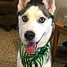 Moncler joined the competition — help win amazing prizes! animal, bandana, blue_eyes, canine, chair, couch, curtains, dog, ears, face, floor, fur, indoor, living_room, pet, siberian_husky, smiling, table, tongue_out, window