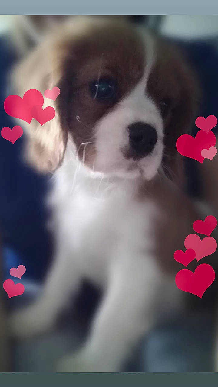 Osiris participe au concours pour gagner de l'argent avec cette photo : canidae, carnivore, cavalier_king_charles_spaniel, companion_dog, dog, dog_breed, love, mammal, puppy, puppy_love, sporting_group