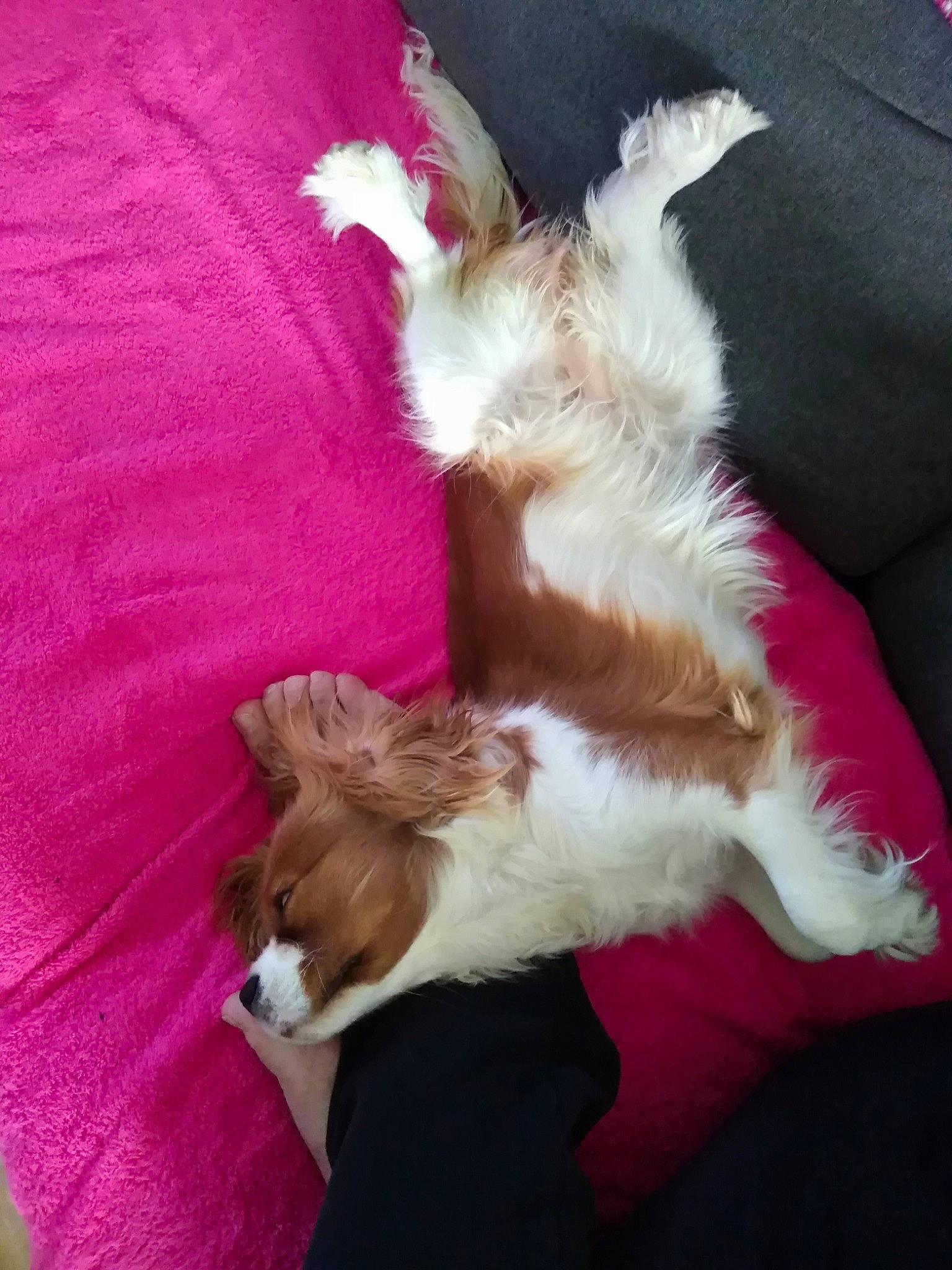 Osiris a rejoint le concours — aidez-le/la à gagner de superbes lots ! canidae, carnivore, cavalier_king_charles_spaniel, companion_dog, dog, dog_breed, fawn, fur, kooikerhondje, puppy, shih_tzu, spaniel, sporting_group, tail