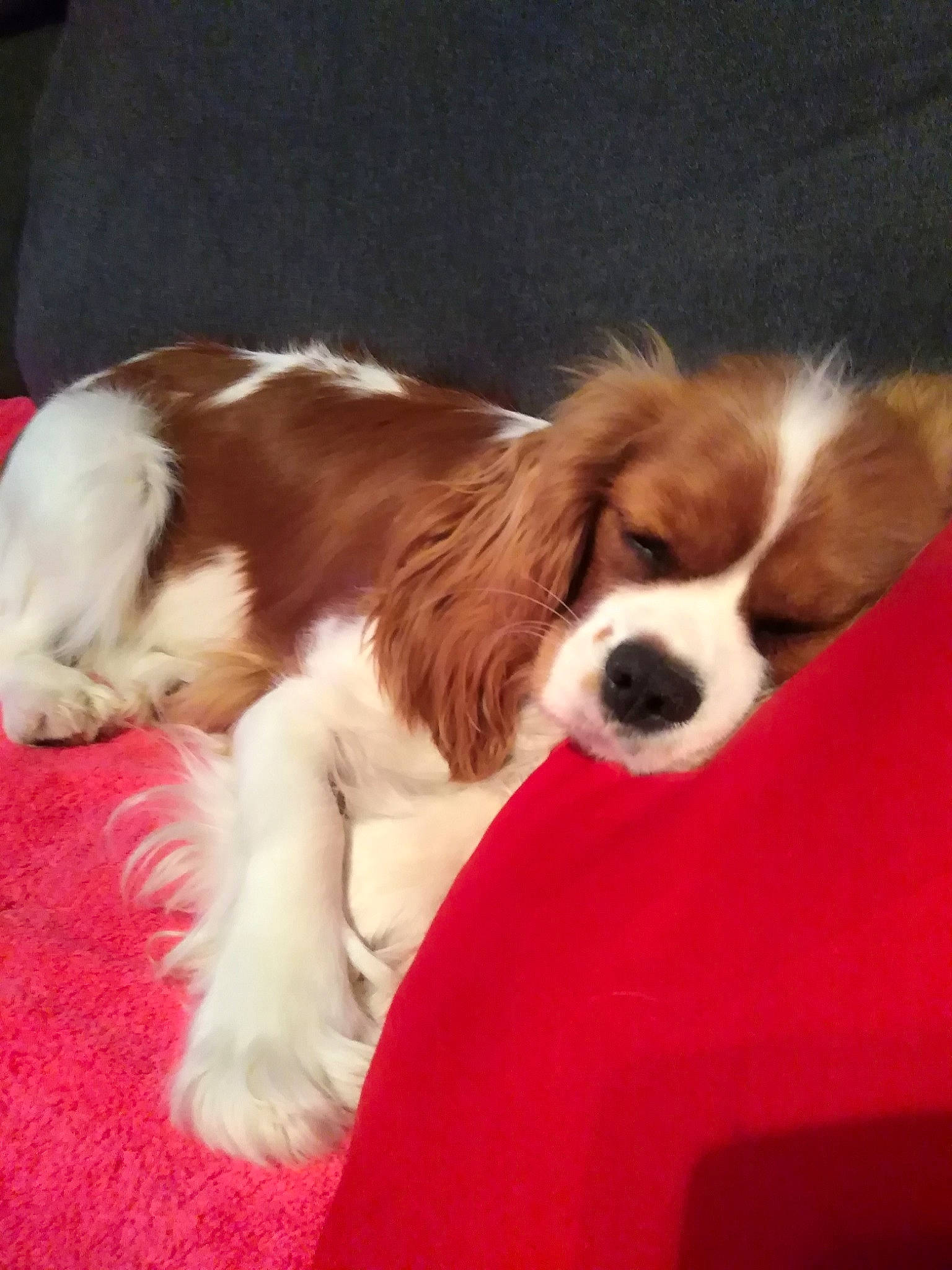 Osiris participe au concours pour gagner de l'argent avec cette photo : canidae, carnivore, cavalier_king_charles_spaniel, companion_dog, dog, dog_breed, irish_red_and_white_setter, king_charles_spaniel, kooikerhondje, mammal, phalene, puppy, rare_breed_dog, spaniel, sporting_group, toy_dog, vertebrate, welsh_springer_spaniel