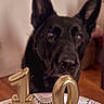 animal, background, birthday, black_dog, candles, celebration, closeup, cupcakes, curious, dessert, dog, ears, focus, food, indoor, number_candles, pet, plate, sprinkles, table