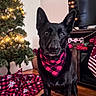 animal, bandana, black_dog, canine, christmas, christmas_tree, decor, dog, festive, fireplace, holiday_decorations, home, indoor, lights, pet, red_and_black, seasonal, stocking, television, wood_floor