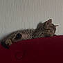 Abyss a rejoint le concours — aidez-le/la à gagner de superbes lots ! animal, cat, couch, cozy, cute, domestic, feline, fur, home, indoor, kitten, peaceful, pet, red, relaxation, resting, sleeping, tabby, texture, wall