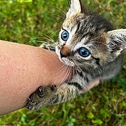 Abyss participe au concours pour gagner de l'argent avec cette photo : animal, arm, blue_eyes, cat, claws, close_up, curious, cute, feline, fur, grass, holding, kitten, nature, outdoor, paw, pet, playful, whiskers, young