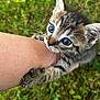 animal, arm, blue_eyes, cat, claws, close_up, curious, cute, feline, fur, grass, holding, kitten, nature, outdoor, paw, pet, playful, whiskers, young